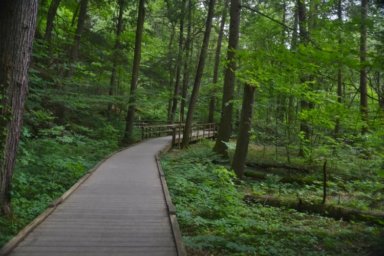 trail through woods